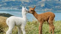 Shamarra Alpacas - Cuddle our Alpacas Guided Tour